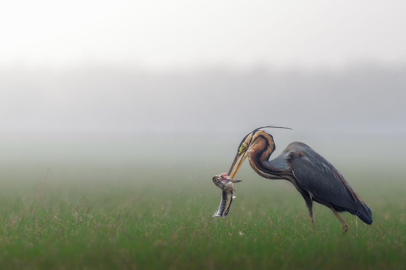 A Fishy Feastphoto preview