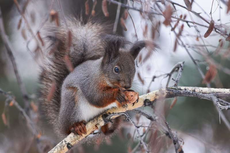squirrel, volgograd, russia,  #photo preview