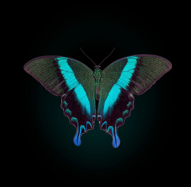 lepidoptera, papilionidae, papilio blumei, парусник блюме, sklandūnas Парусник Блюмеphoto preview