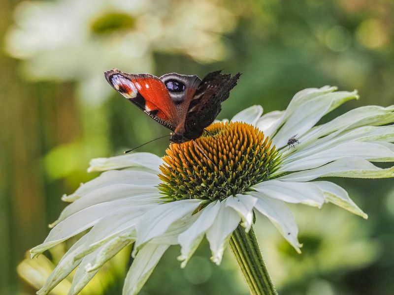 павлиний глаз, бабочка павлиний глазphoto preview