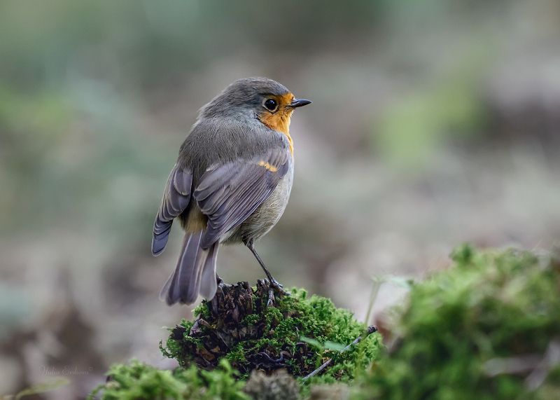 зарянка, малиновка, фотоохота Зарянкаphoto preview