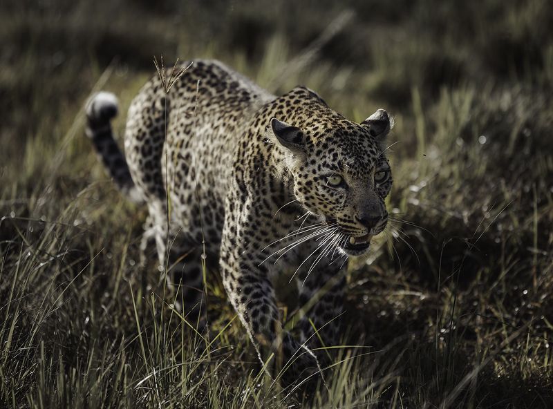 Leopard фото превью