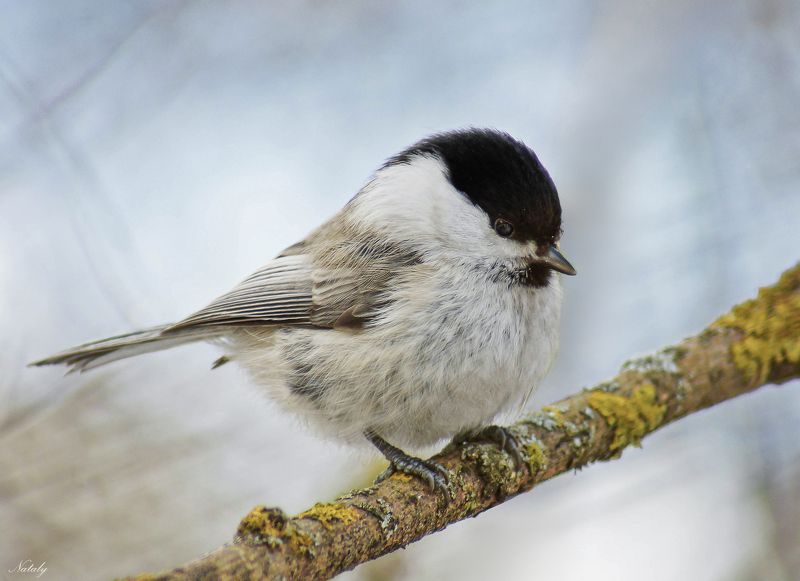 Буроголовая гаичкаphoto preview