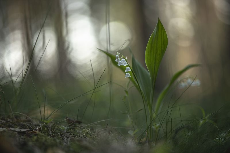 ландыши, весна, свет, лес, макро, природа, воронеж, геннадий мещеряков, nikon d 850, carl zeiss makro-planar t* 100mm f/2 zf.2 Утренний...photo preview