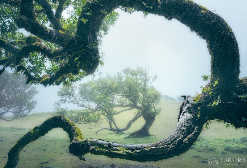 В глубоком реверансеphoto preview