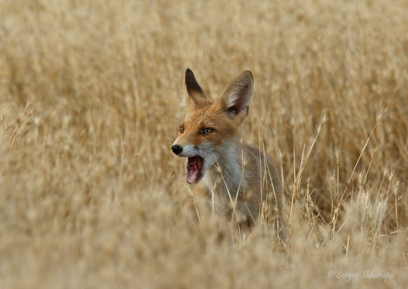 Лисенок в траве фото превью