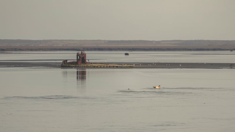 соболево, млекопитающие, устья, река, камчатка, нерпа, морские животные, закат На расслабонеphoto preview