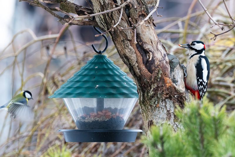 Дятел, синица, большая синица, большой пестрый дятел Шведский столphoto preview