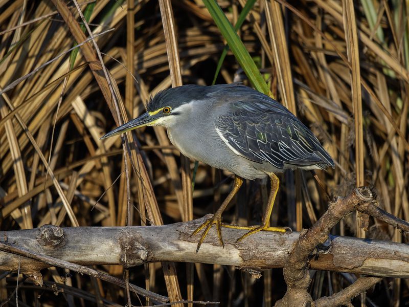 Зелёная кваква.photo preview