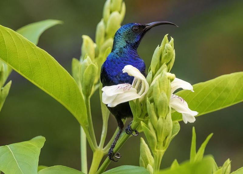 Палестинская нектарница.photo preview