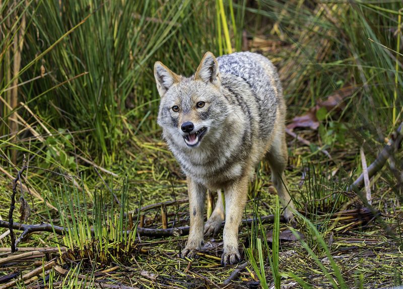 Золотистый шакал.photo preview