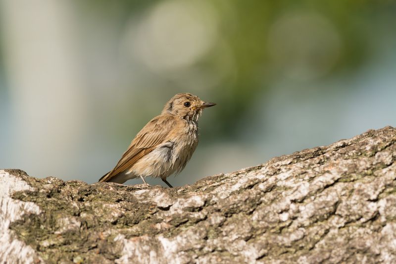 мухоловка, серая мухоловка, птица, птицы, лето, новосибирск Мухоловкаphoto preview