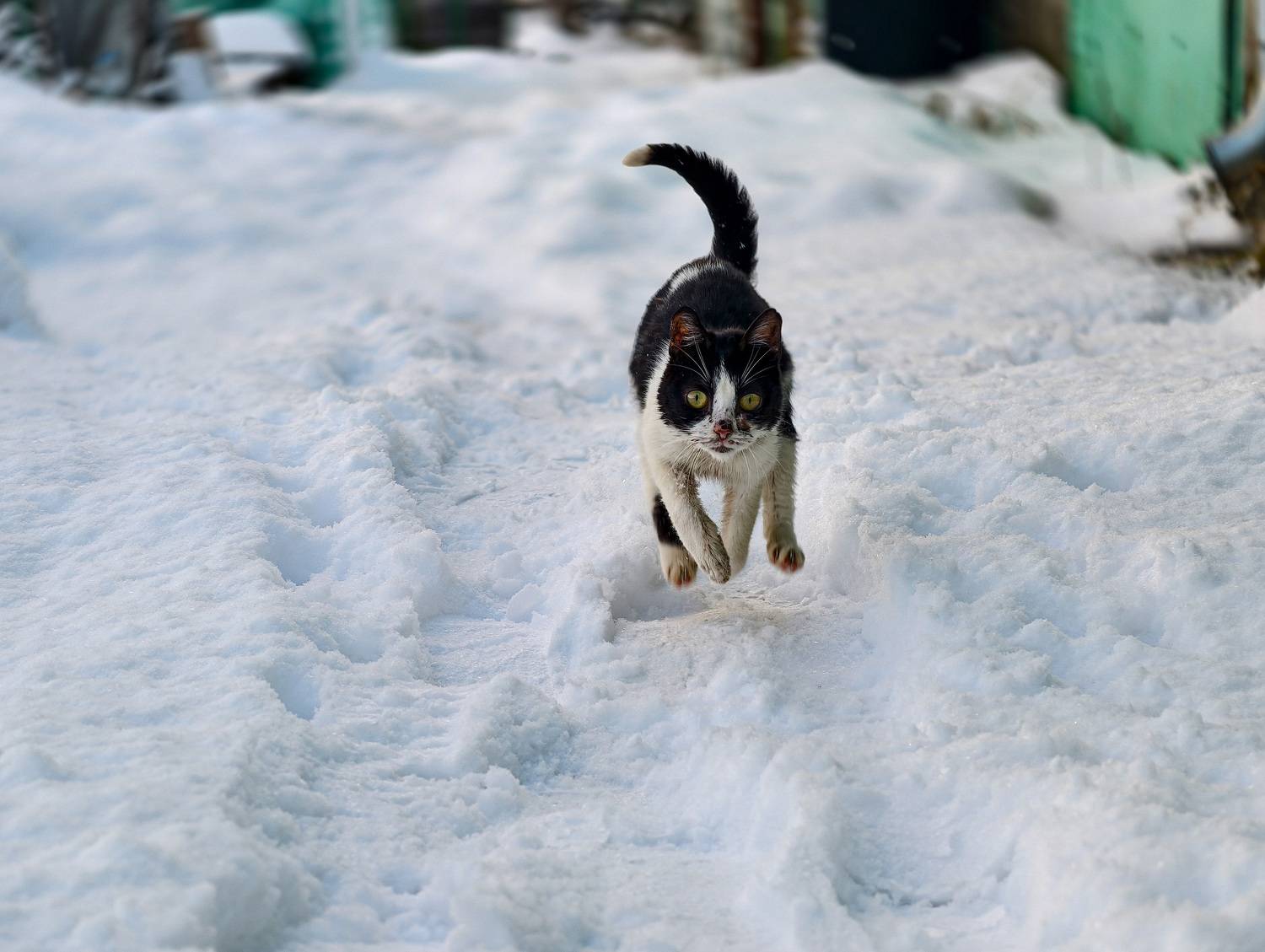 , Королев Саша