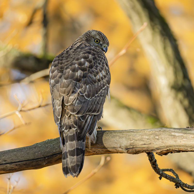 тетеревятник, ястреб, птицы, хищник, осень, фотоохота, птицы Осень. Тетеревятникphoto preview