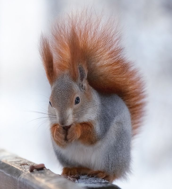 сибирь, зима, белка, рыжая белка Рыженькаяphoto preview