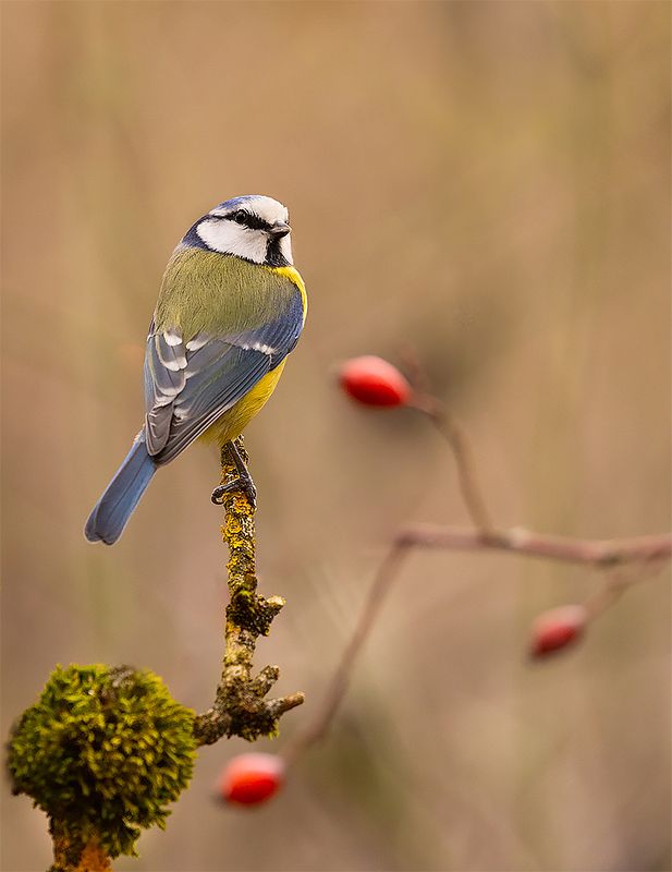 Titmousephoto preview