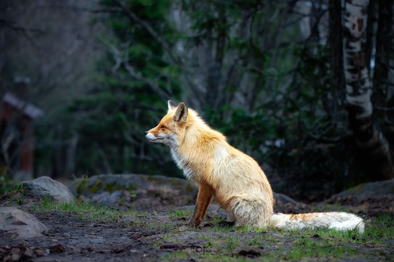 Уральская лисаphoto preview