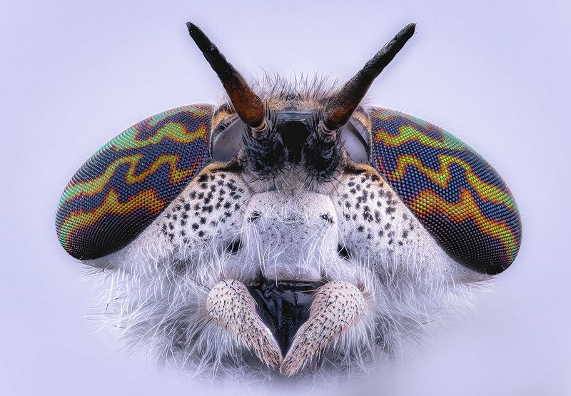 diptera, haematopota pluvialis, дождёвка обыкновенная, paprastasis žabalis Дождёвка обыкновенная фото превью