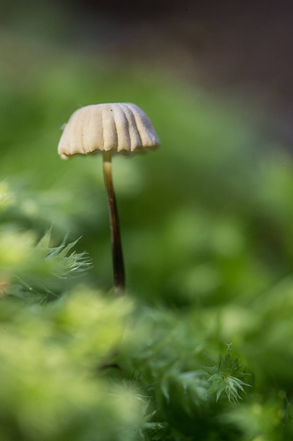 , Илья Михеев