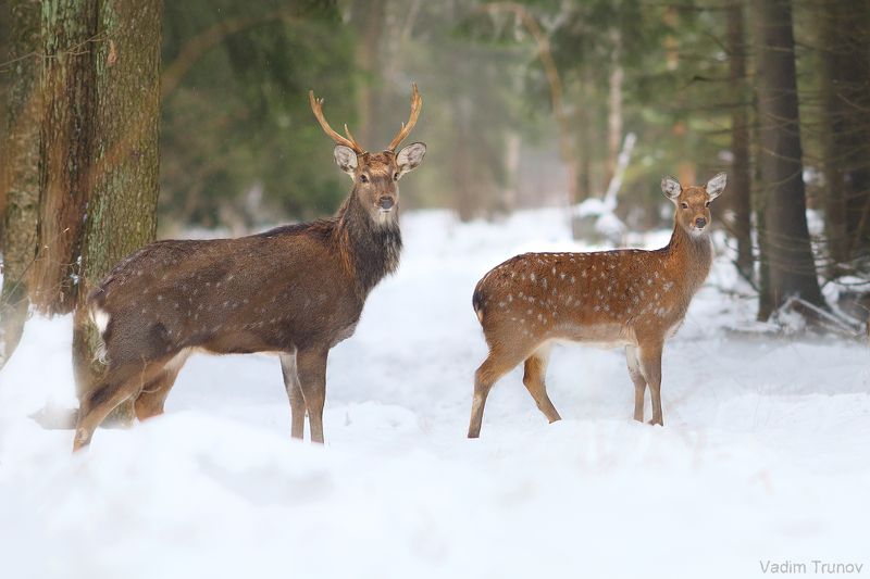 олень, олени, пятнистый олень Олени фото превью