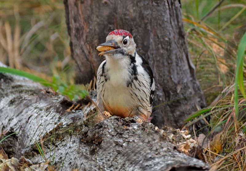 птица, белоспинный дятел, добыча, лес, Белоспинный дятел (3 ФОТО)photo preview