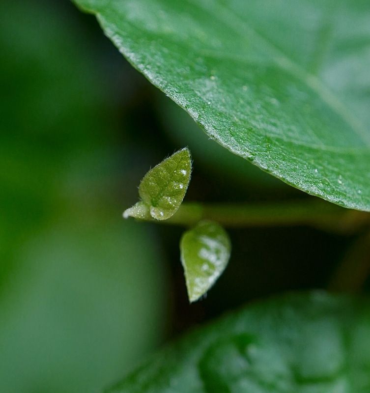 Ficus Pumila Sunnyphoto preview