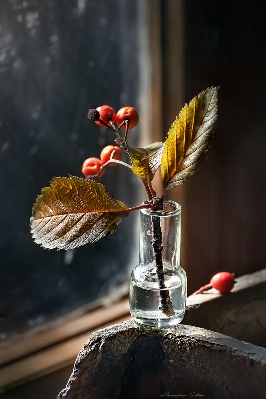 Galagonyaphoto preview