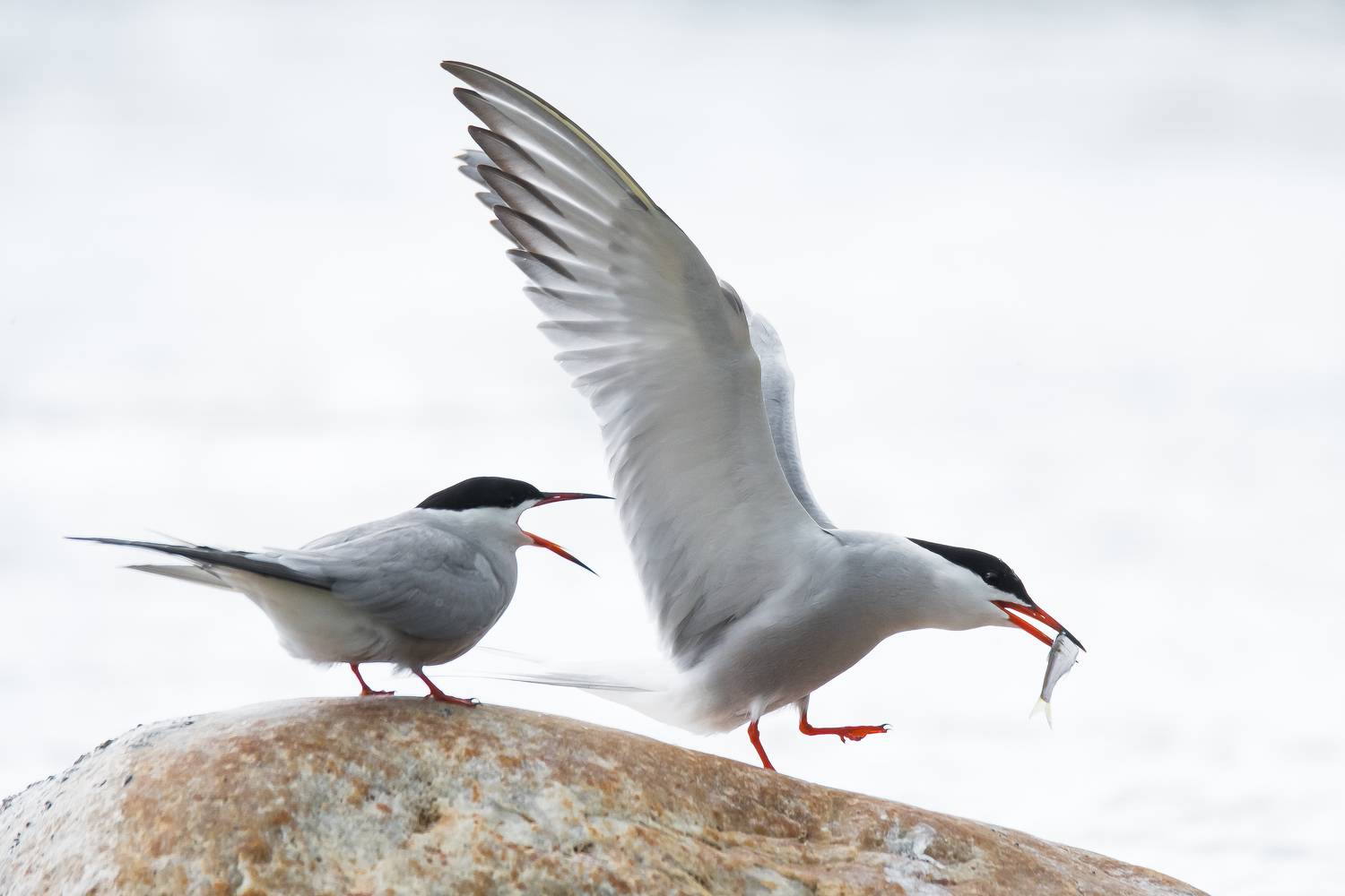 Красуясь. Автор: Соварцева Ксения Речная крачка, брачные игры птиц, ухаживания птиц, рыбка в клюве, Соварцева Ксения