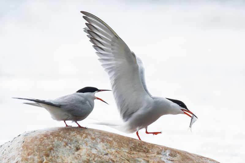 Речная крачка, брачные игры птиц, ухаживания птиц, рыбка в клюве Красуясьphoto preview