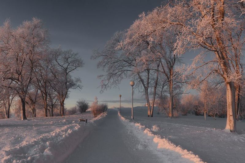 панорама, город, архангельск, зима, январь, снег, иней, мороз, деревья, кусты, дорога, вечер Деревья в инее, морозно...photo preview