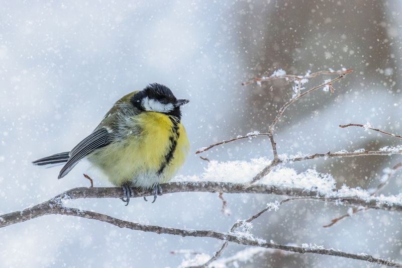синица, снег А снег всё идёт и идётphoto preview