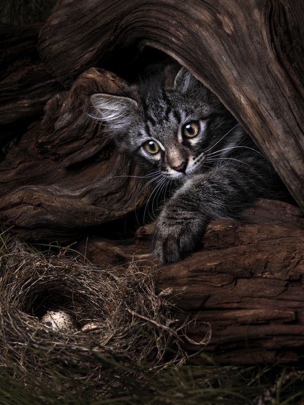 cat, кот, животное Где моя добыча.....photo preview