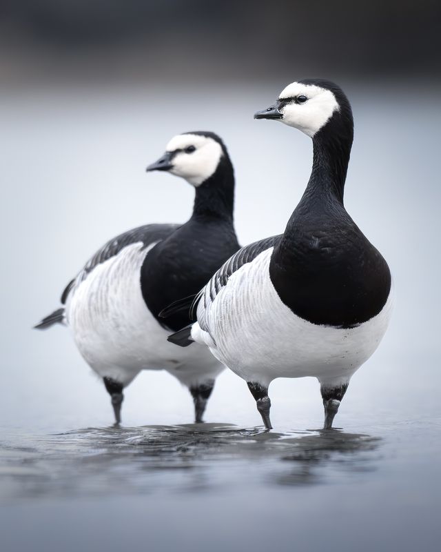 Белощёкая казарка (Branta leucopsis) photo preview