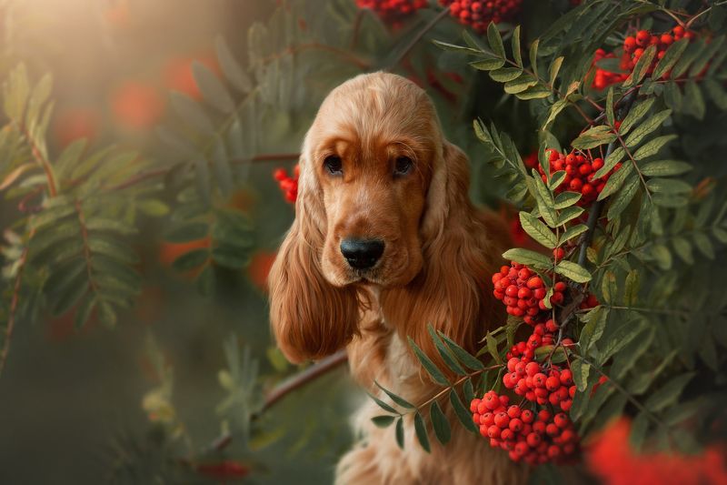 Осенняя Румбаphoto preview