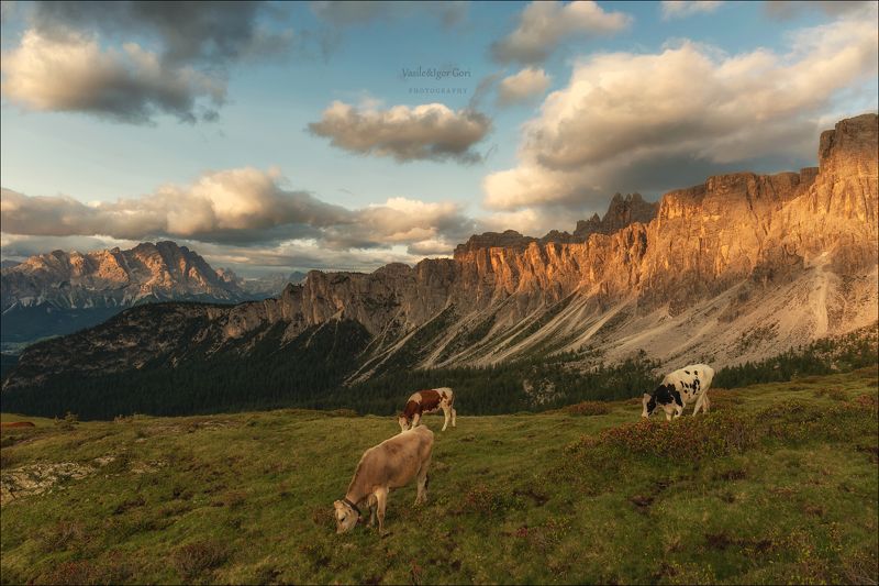 italy,dolomites,passo giau,италия,доломитовые альпы,пассо джау,горы,тучи,корова,лето СТРАНА МИЛКИ фото превью