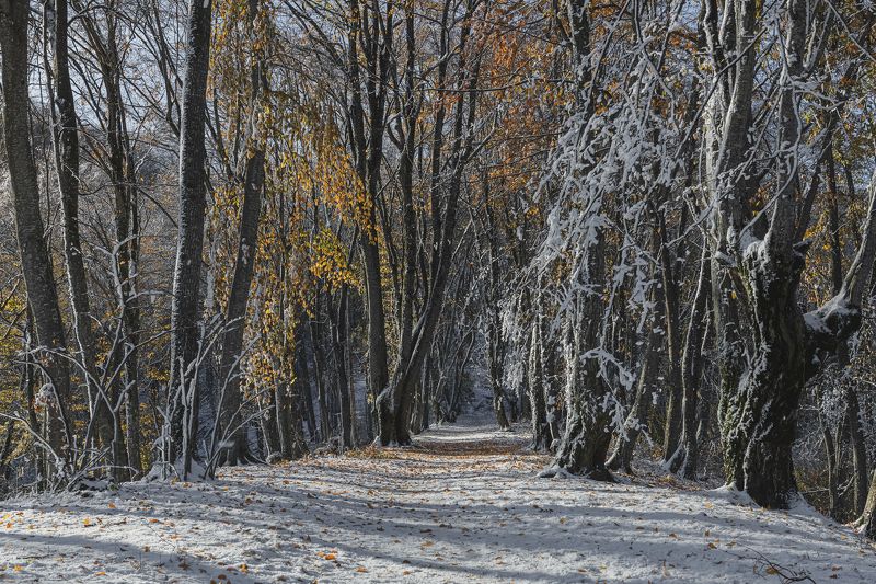 Первый снегphoto preview