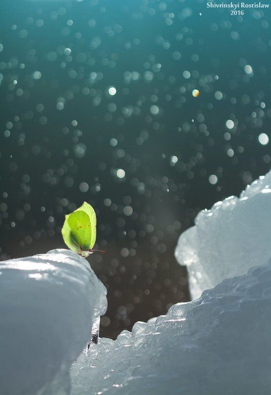 macro, nature, ice, butterfly Early spring butterflyphoto preview