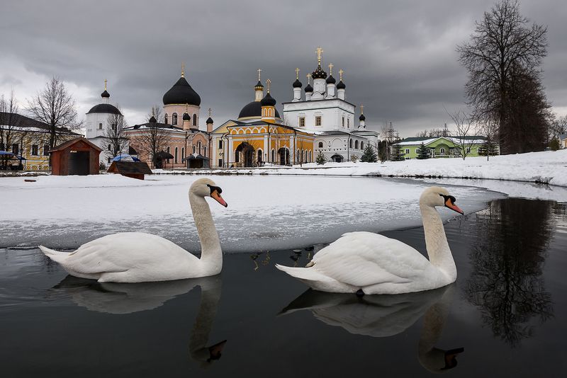давидова пустынь, лебедь, храм, отражение, монастырь Зима в Давидовой пустыниphoto preview