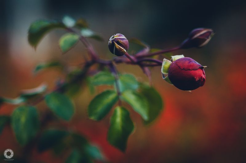 Трояндаphoto preview