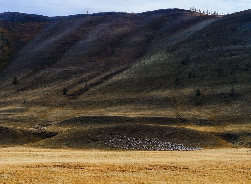 Хакасия, 2015, Сарж, овцы Овцыphoto preview