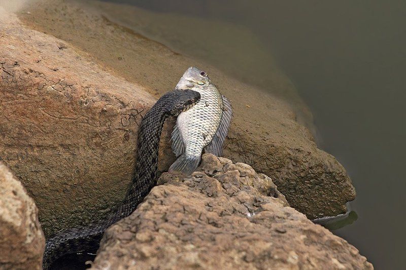 70200, 7d, animals, fish, snake, животные, змеи, рыба, уж Уж с добычейphoto preview