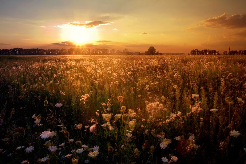 янтарный вальсphoto preview