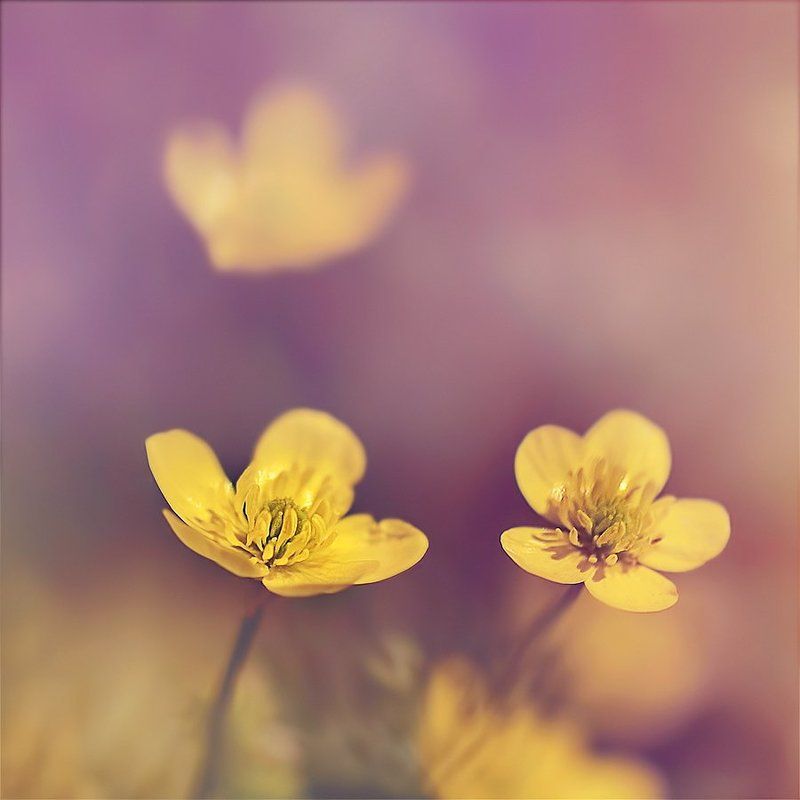 antrisolja,macro,flower,nature,floral, Гаммаphoto preview