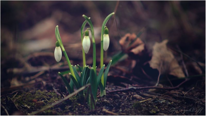 весенняя тайнаphoto preview