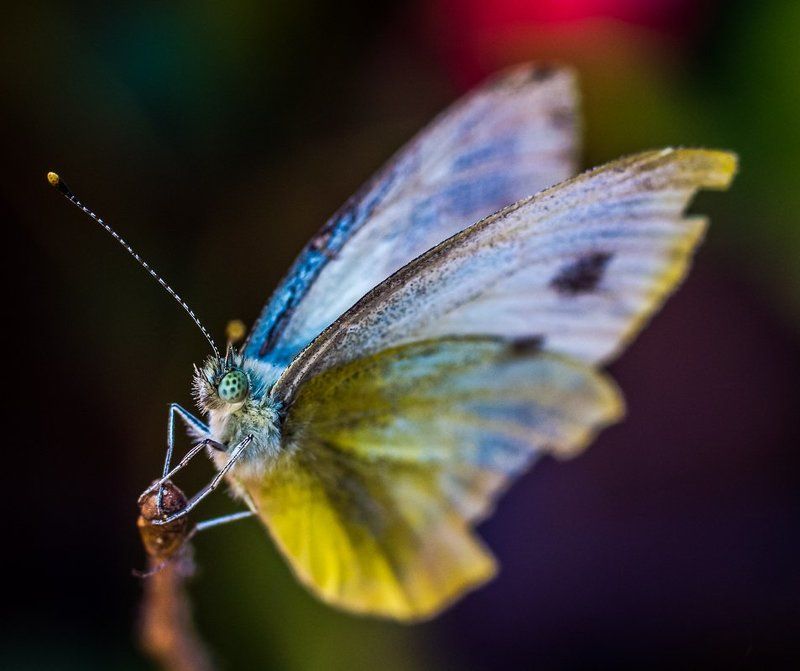 Бабочка, Крылья, Макро, Макрофото, Усы Бабочкаphoto preview