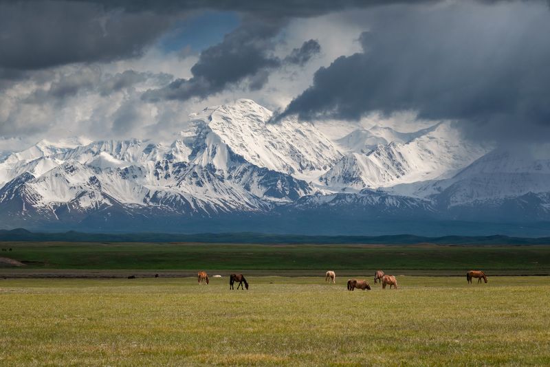 киргизия, памир, горы, кони, пейзаж photo preview