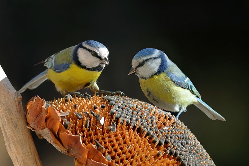 Cyanistes caeruleus (Син синигер)photo preview