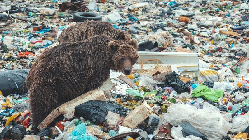 Медведи бедолагиphoto preview