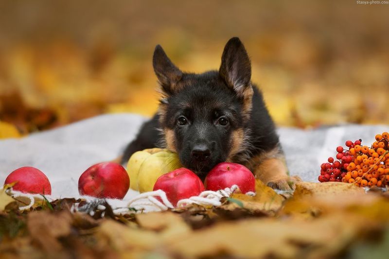 собака, щенок, немецкая овчарка, яблоки, осень Моё! Не отдам!photo preview