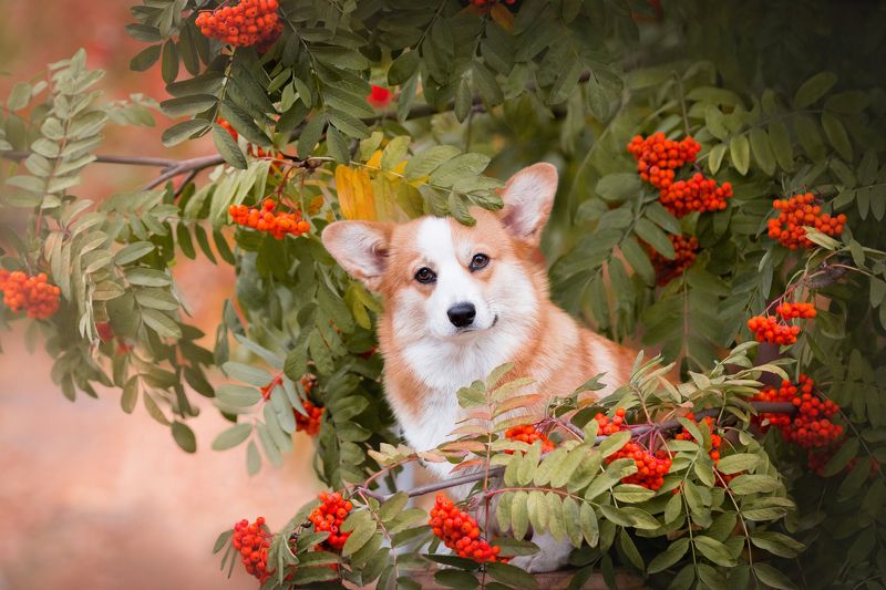 Осенняя фотопрогулка с Ванессойphoto preview